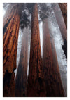 Yosemite Forest print