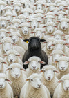 Black Sheep print