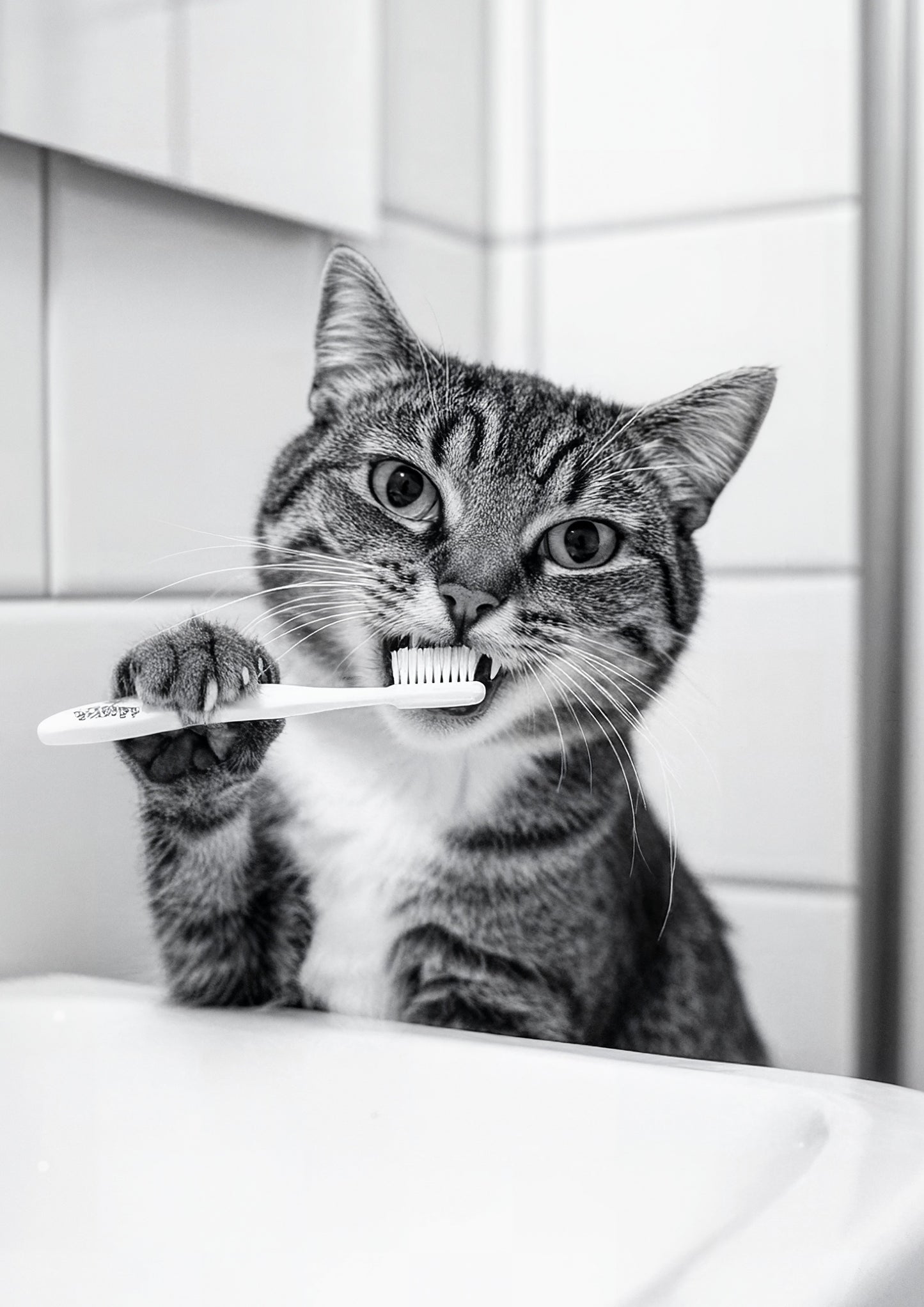 Purrfect Hygiene
