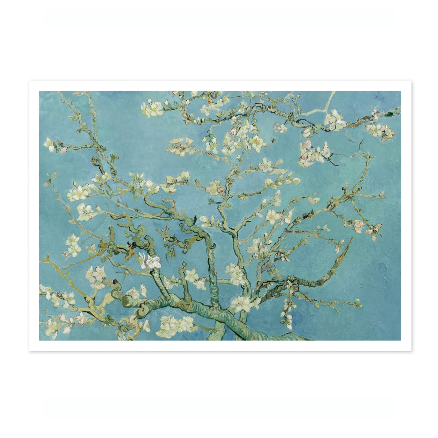 Almond Blossom