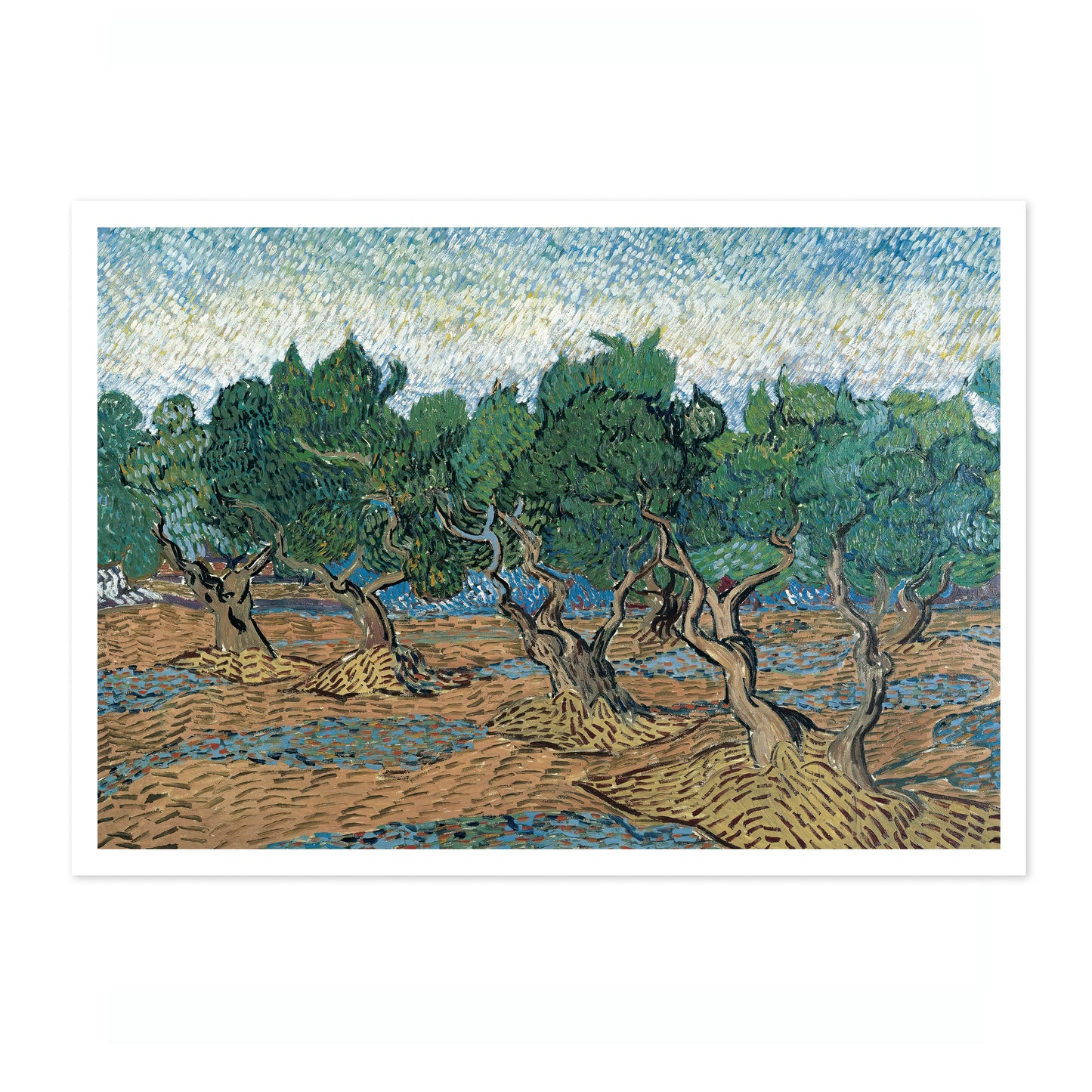 Olive Grove