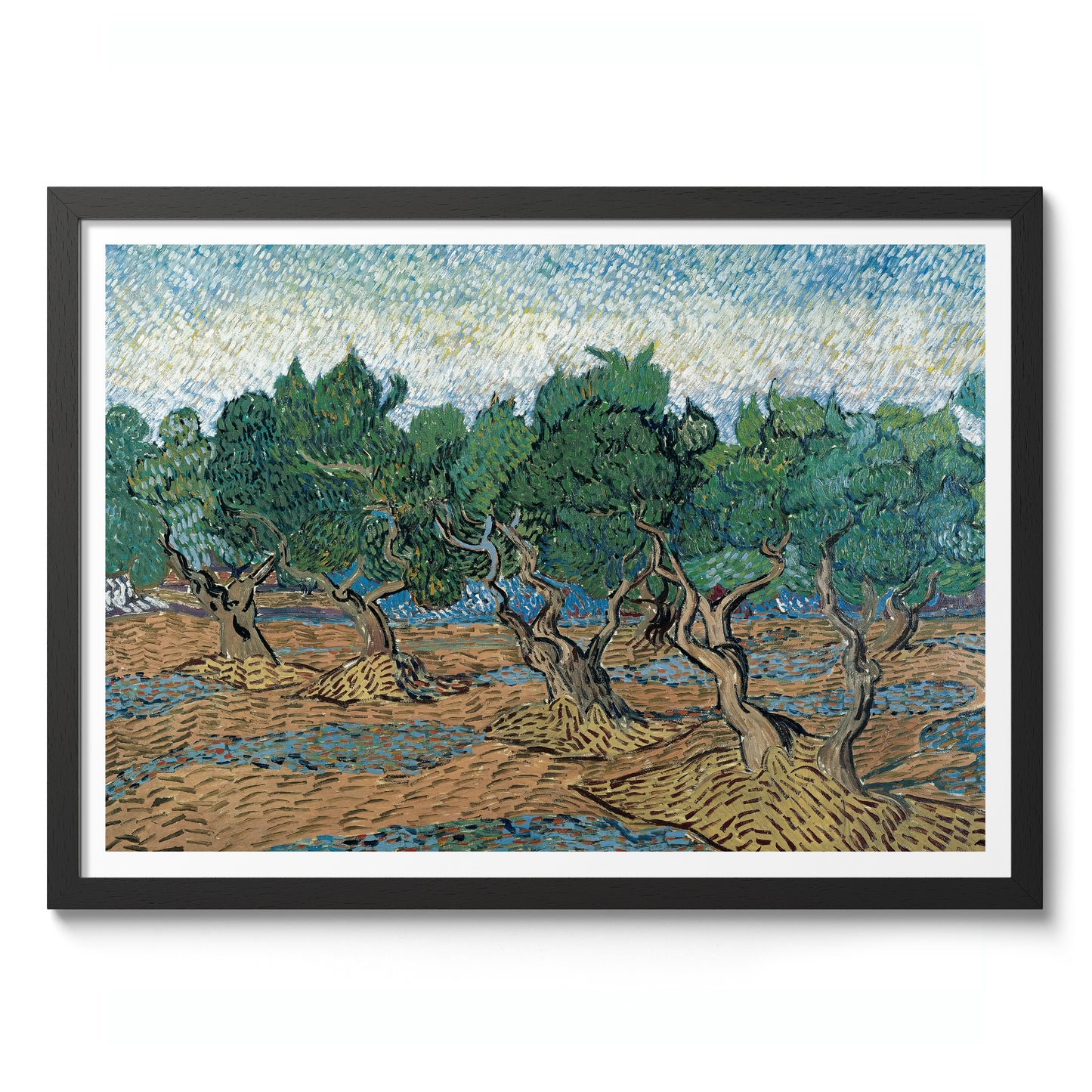 Olive Grove