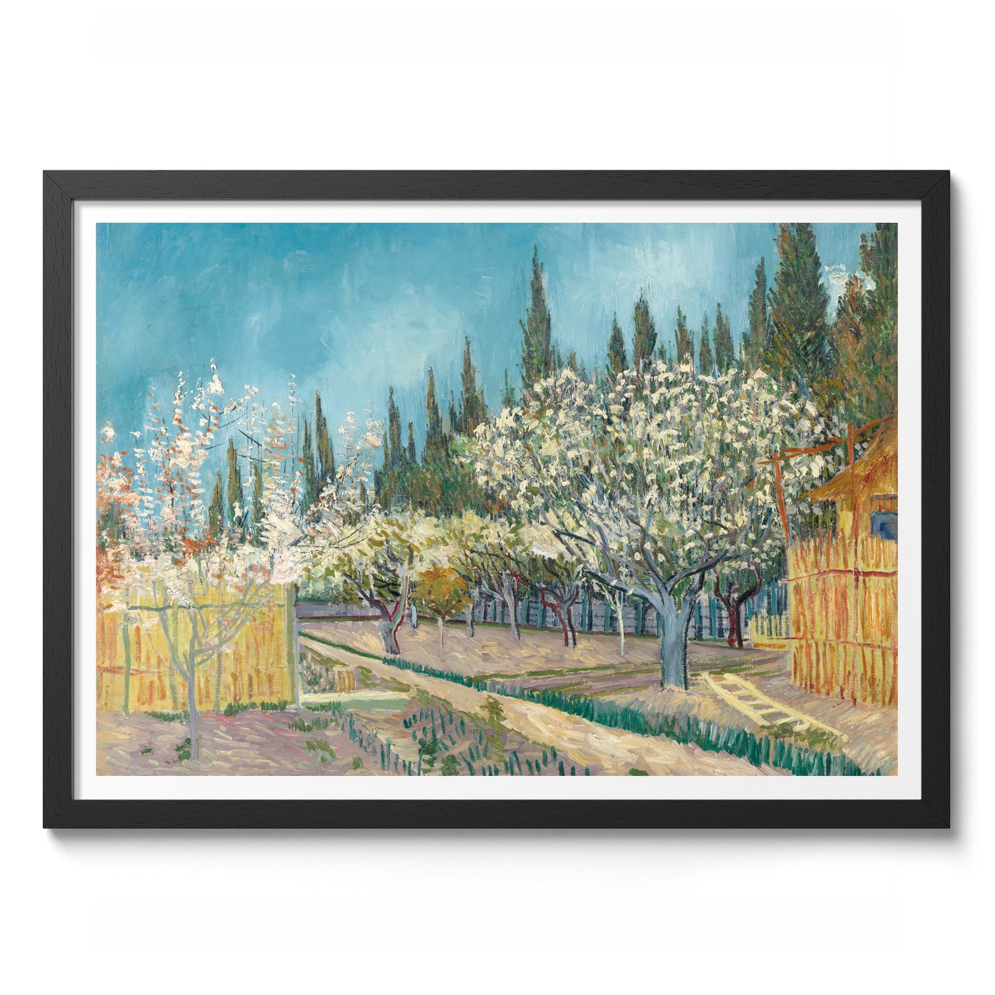 Orchard Bordered by Cypresses