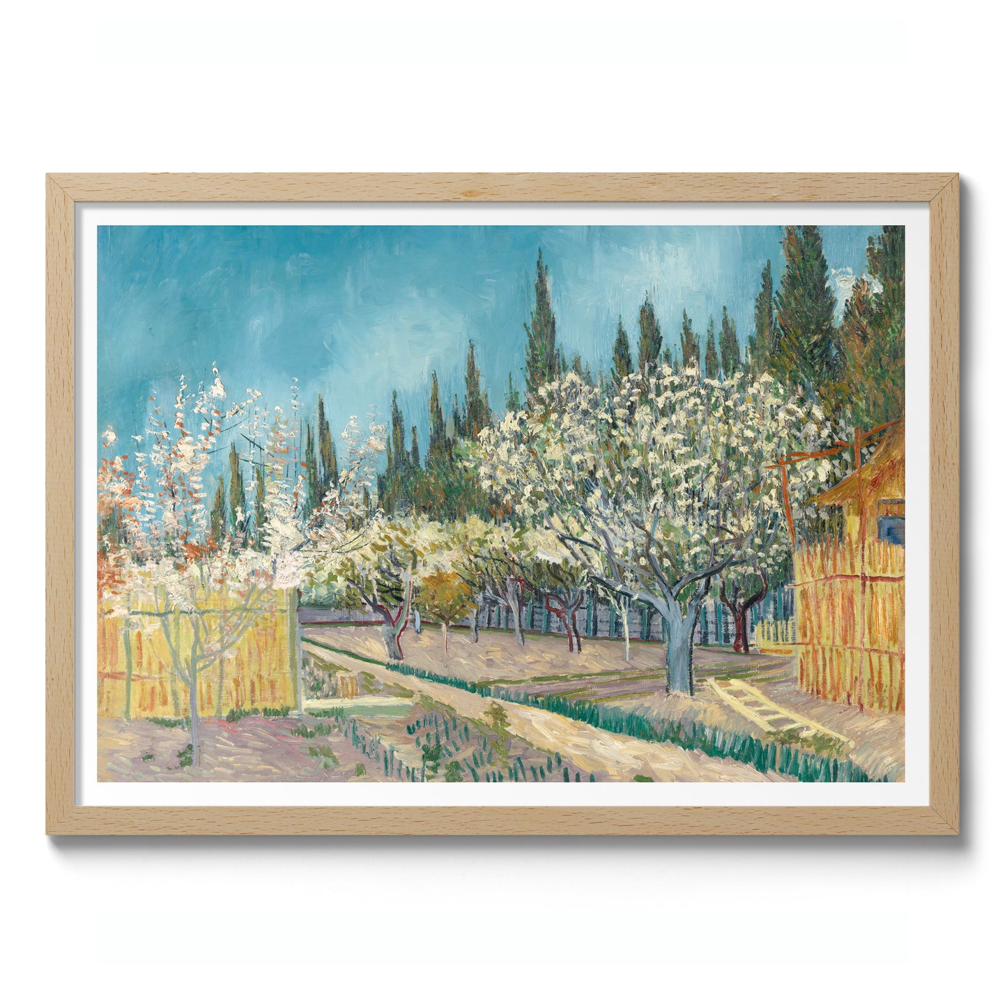 Orchard Bordered by Cypresses