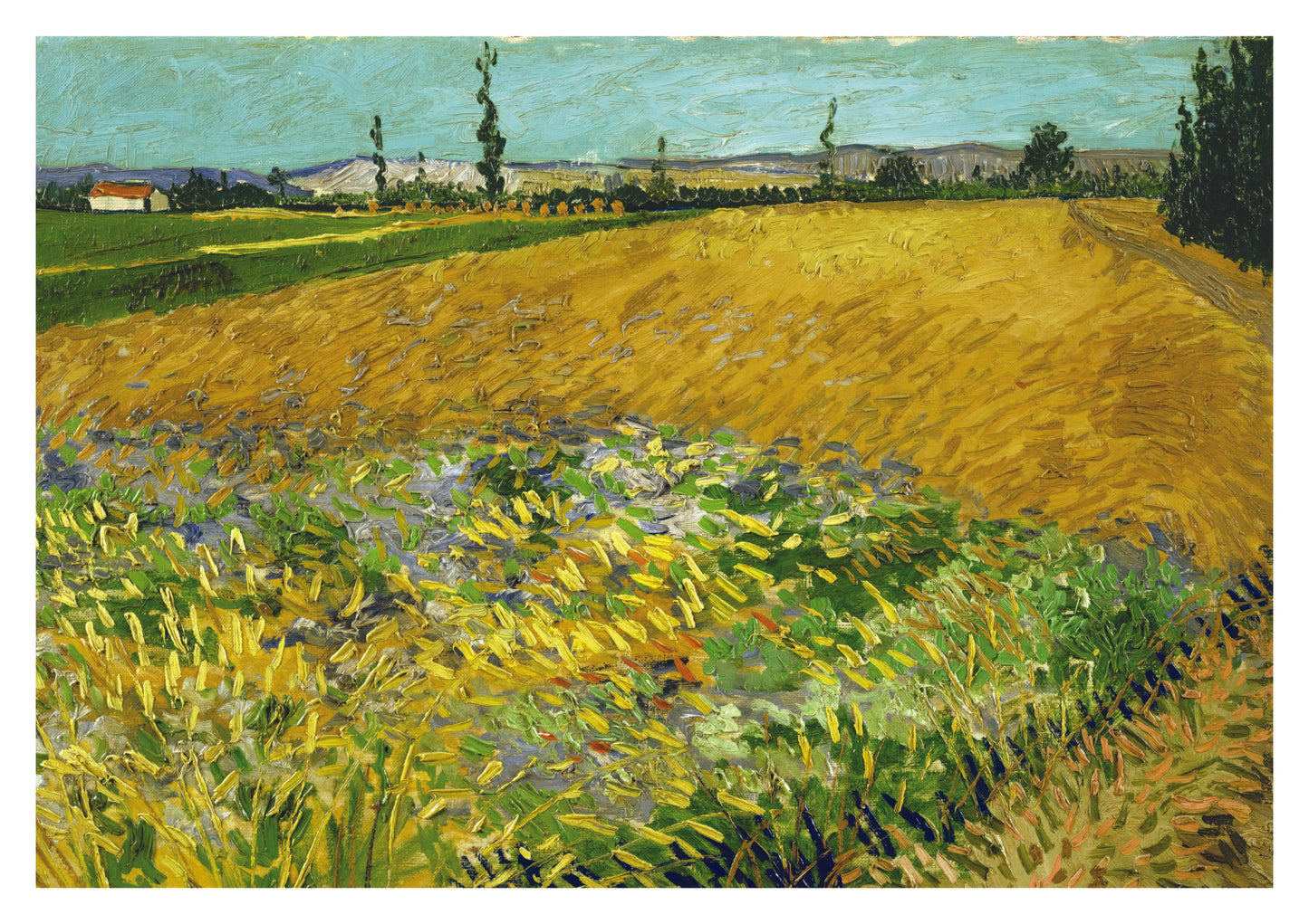 Wheatfield