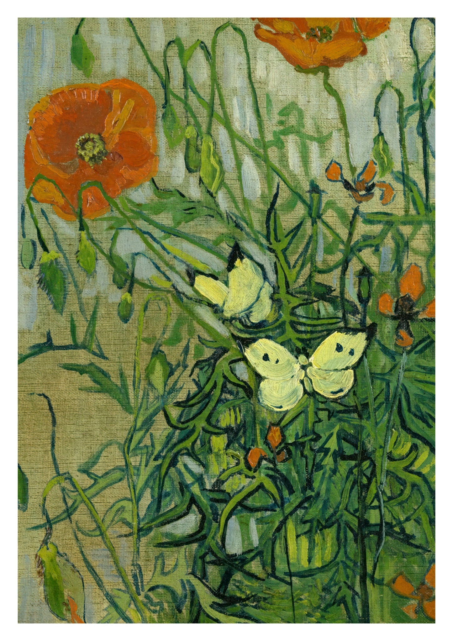 Vlinders en Klaprozen