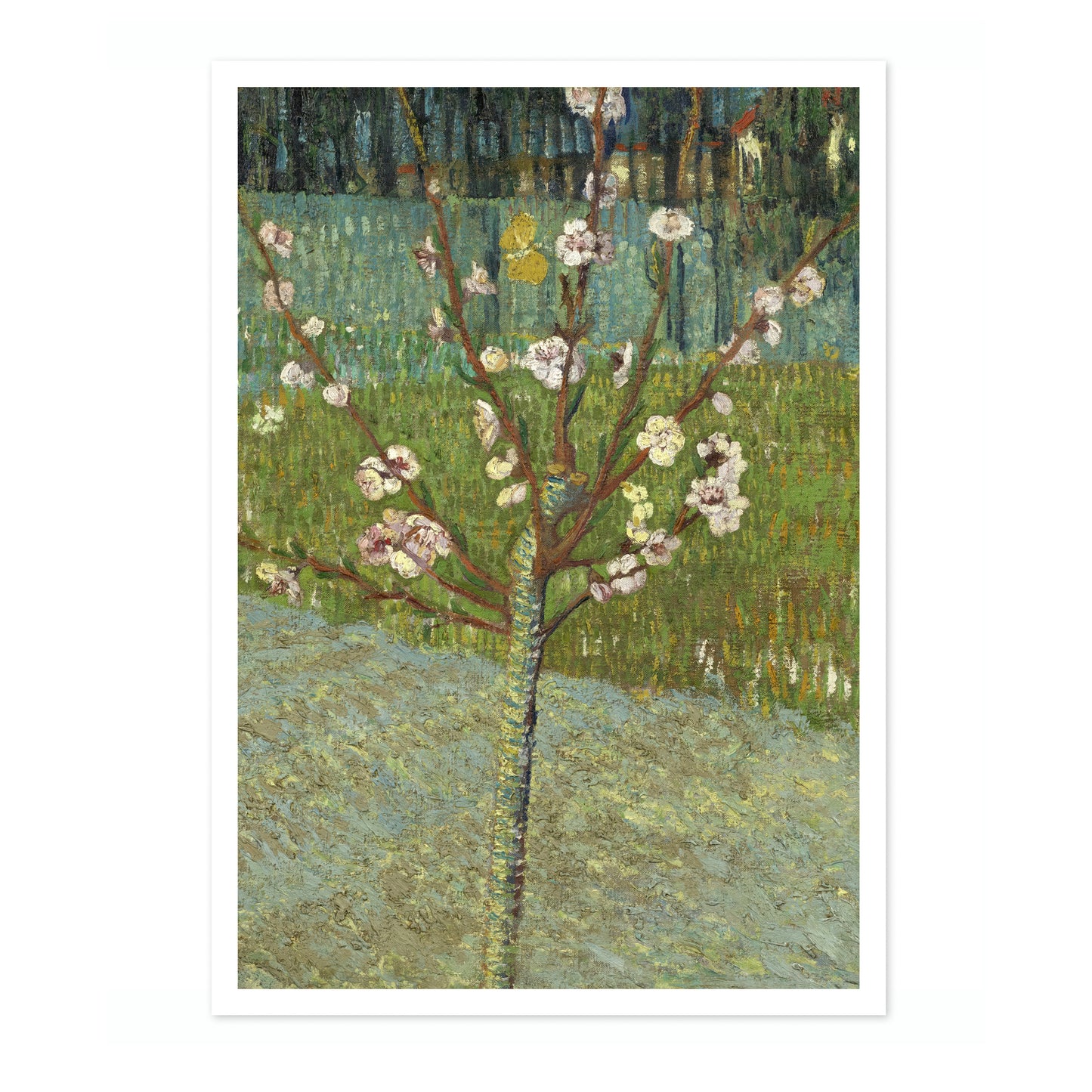 Peach Tree in Blossom