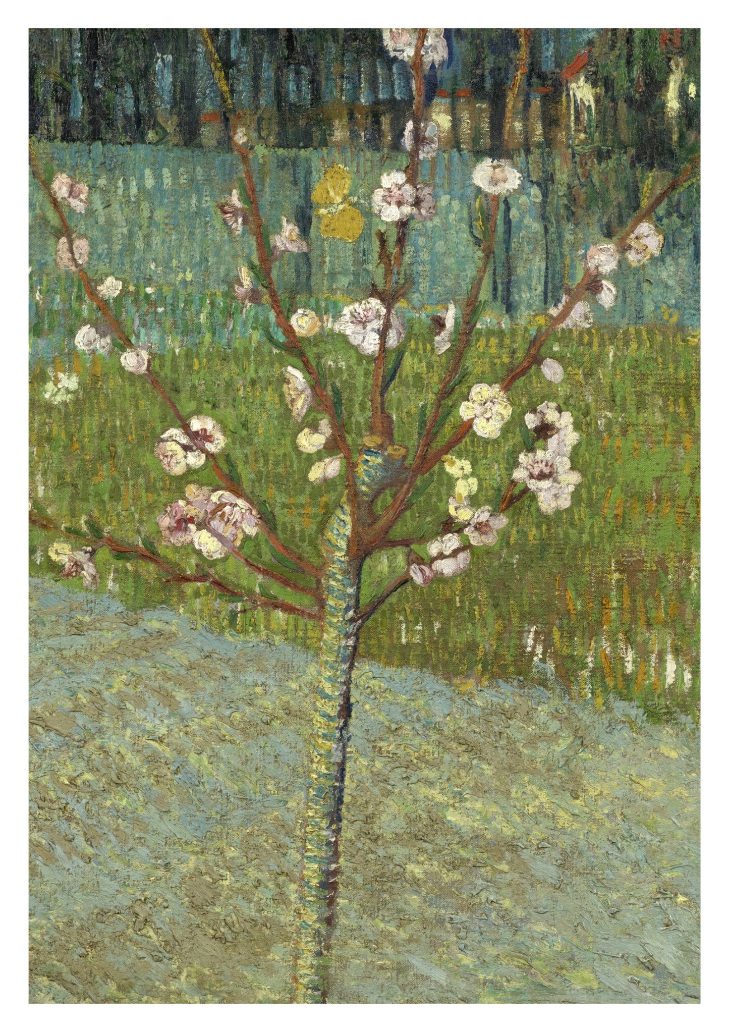 Peach Tree in Blossom