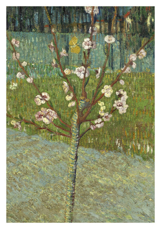 Peach Tree in Blossom print