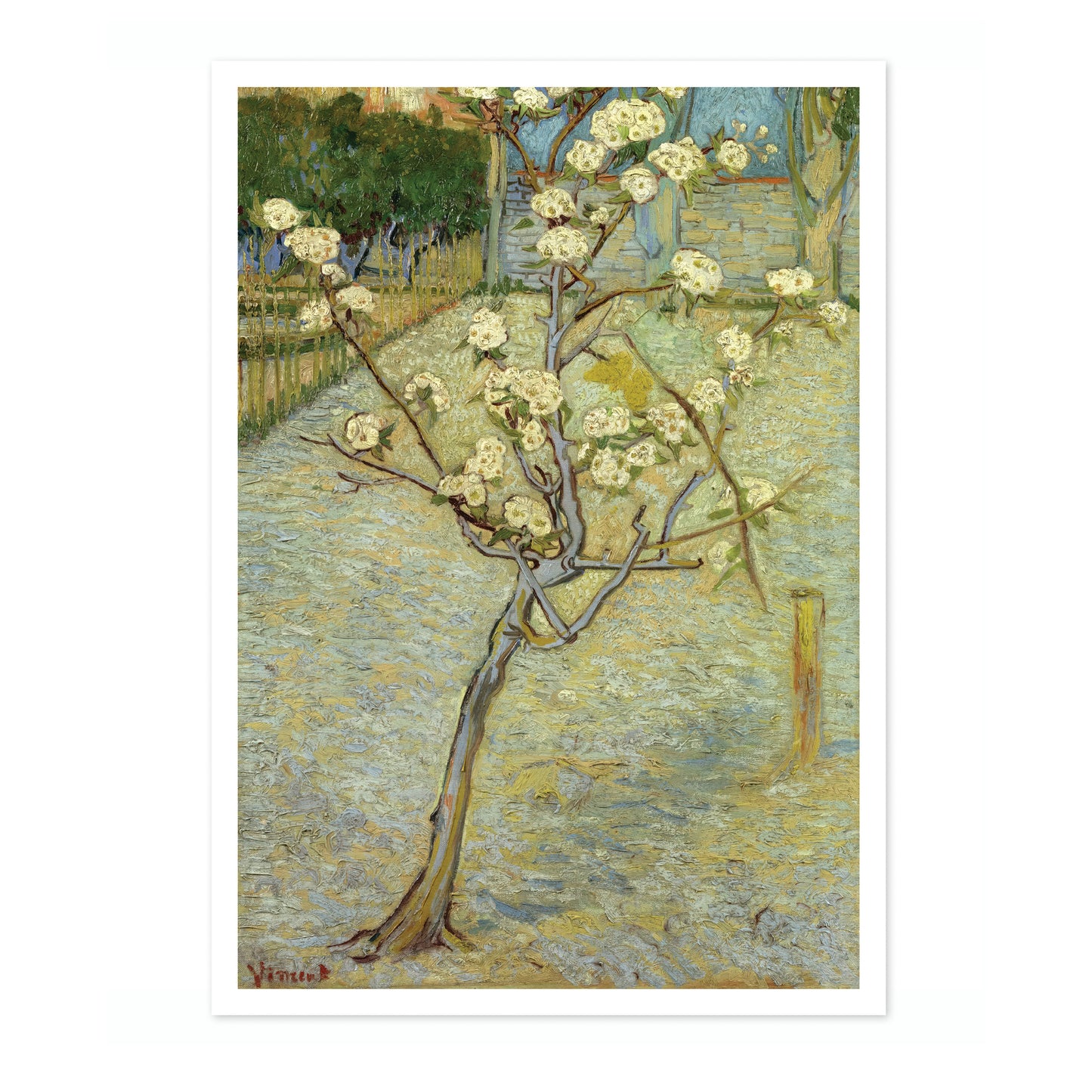 Small Pear Tree in Blossom