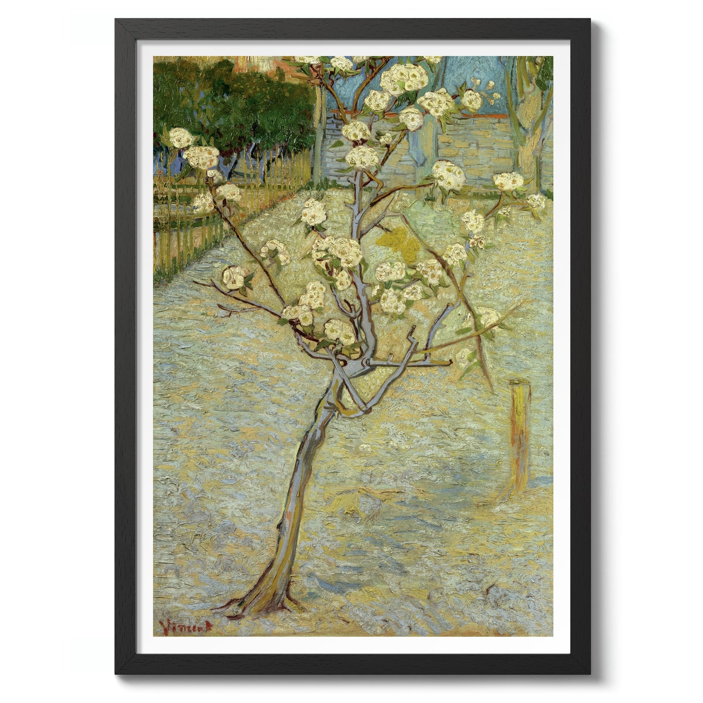 Small Pear Tree in Blossom