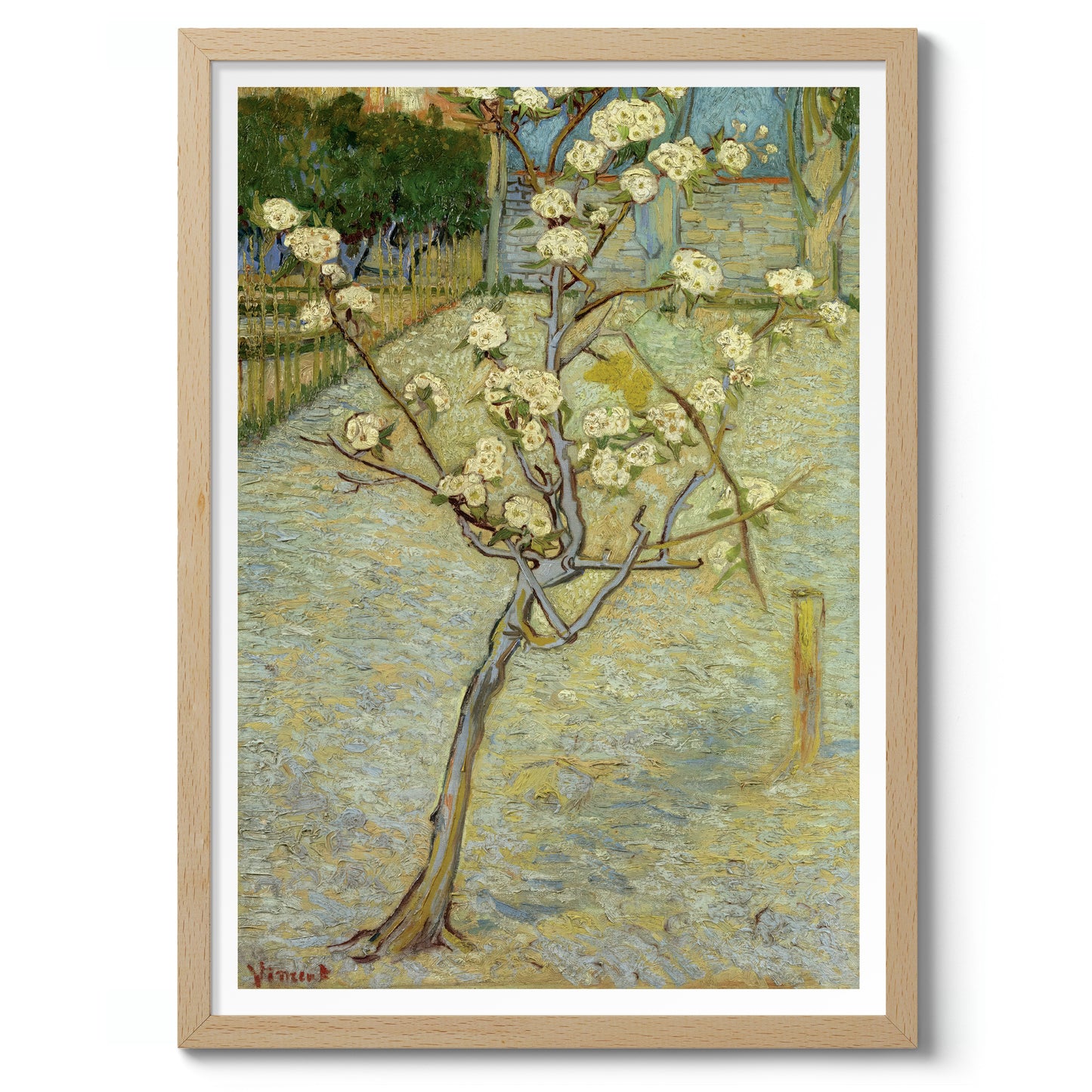 Small Pear Tree in Blossom