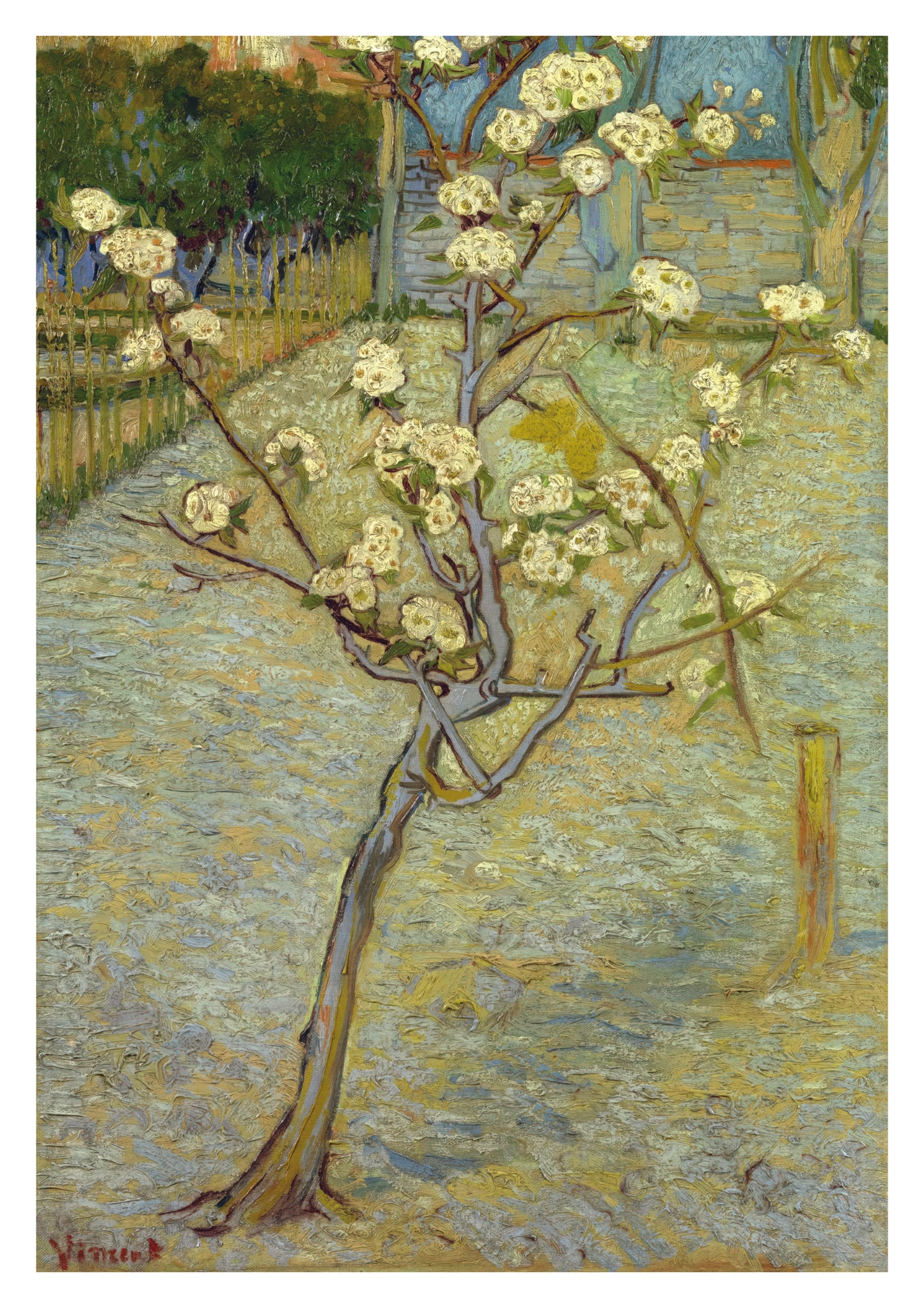 Small Pear Tree in Blossom