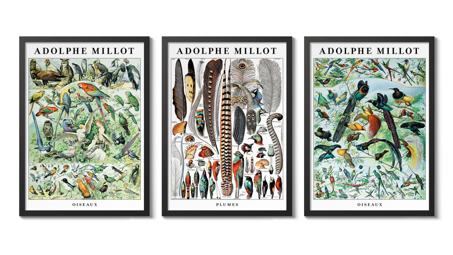 Adolphe Millot Birds - Set of 3