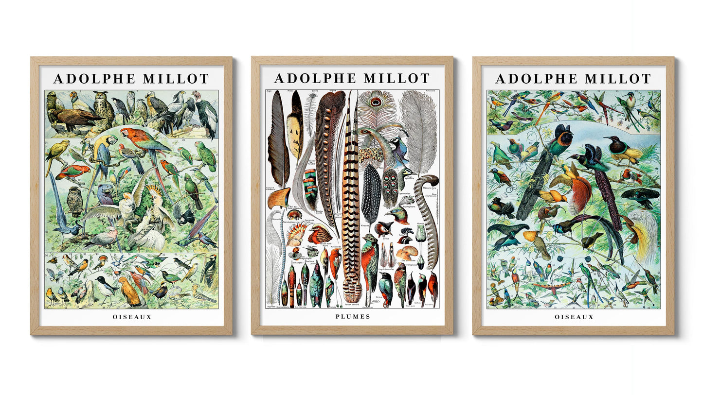 Adolphe Millot Birds - Set of 3