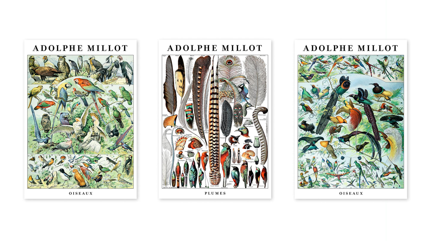 Adolphe Millot Birds - Set of 3