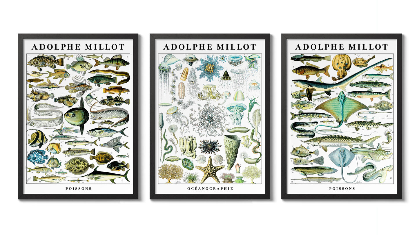 Adolphe Millot Vie Marine - Ensemble de 3