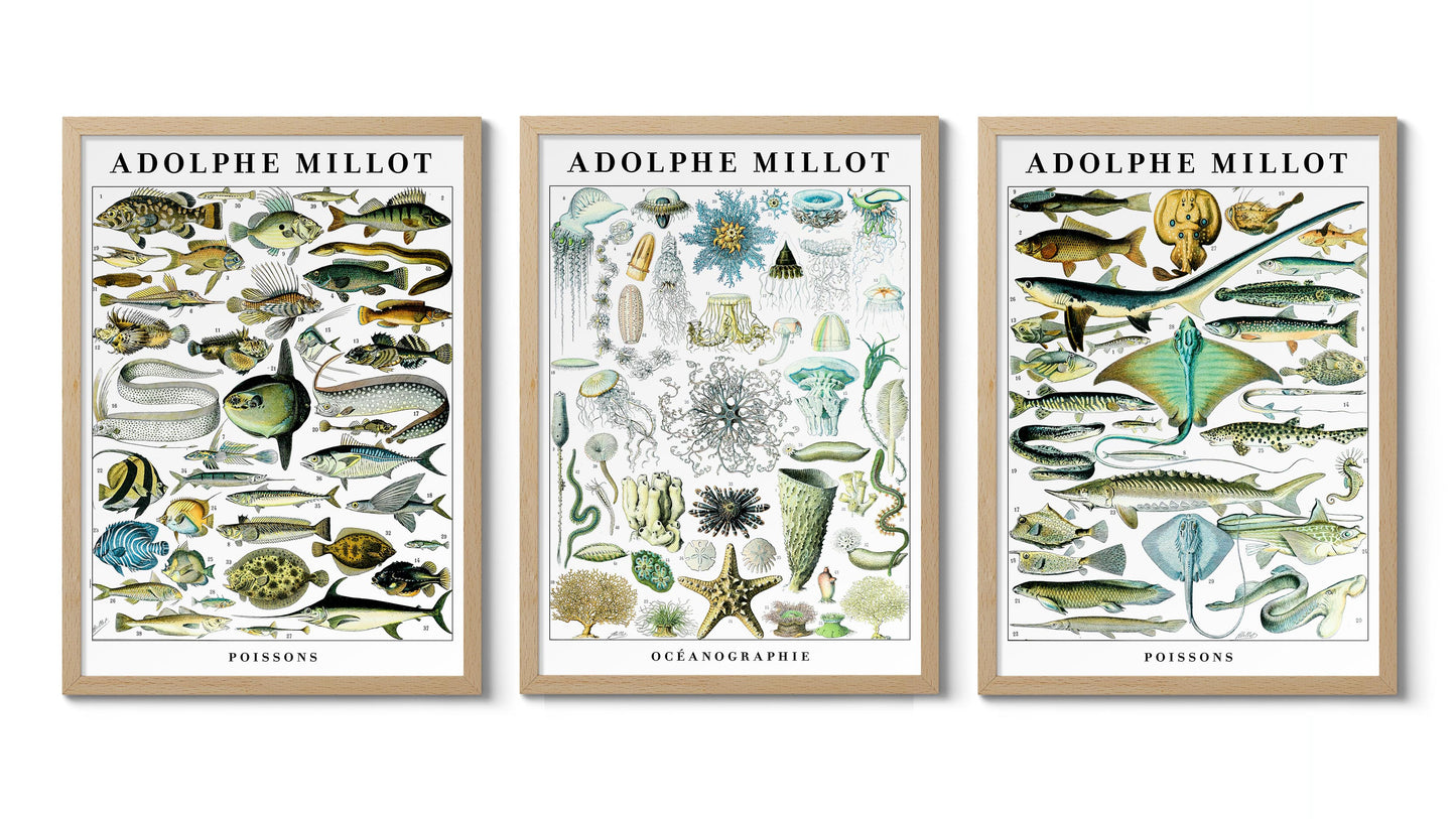 Adolphe Millot Vie Marine - Ensemble de 3