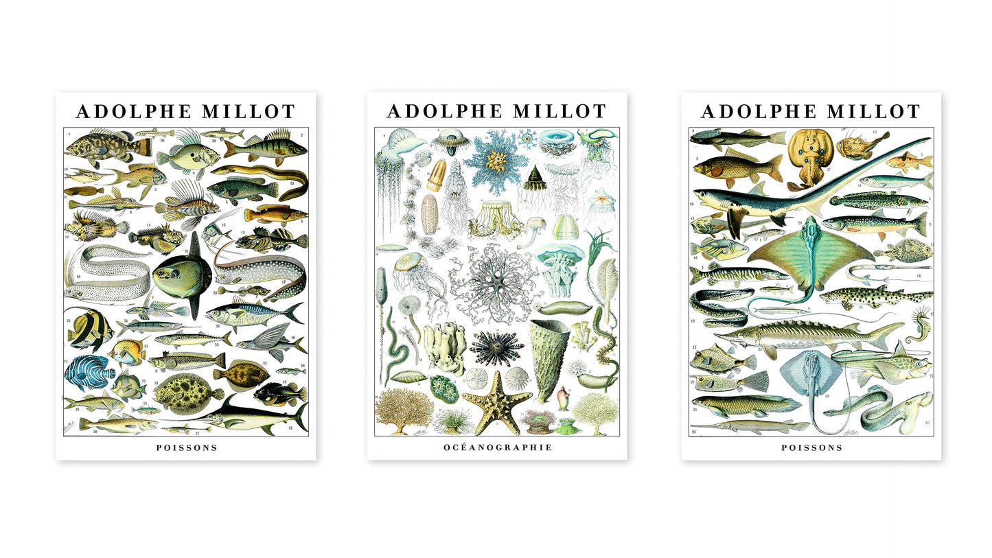 Adolphe Millot Vie Marine - Ensemble de 3
