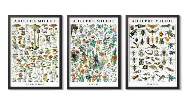 Adolphe Millot - Set of 3