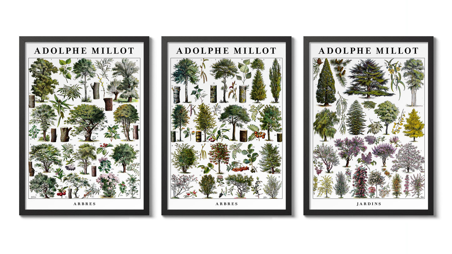 Adolphe Millot Bäume - Set aus 3