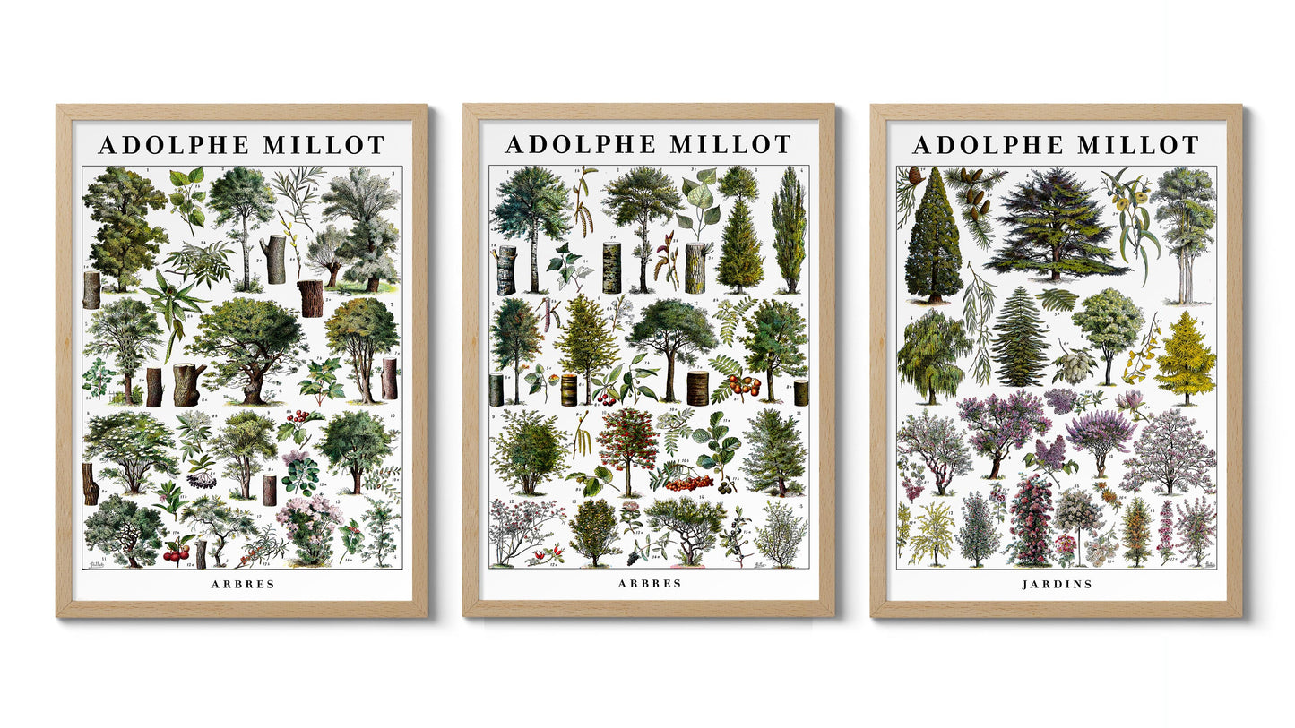Adolphe Millot Bäume - Set aus 3