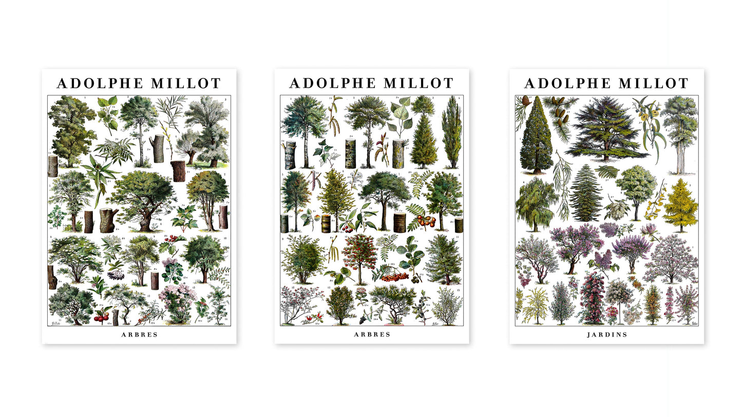 Adolphe Millot Bäume - Set aus 3
