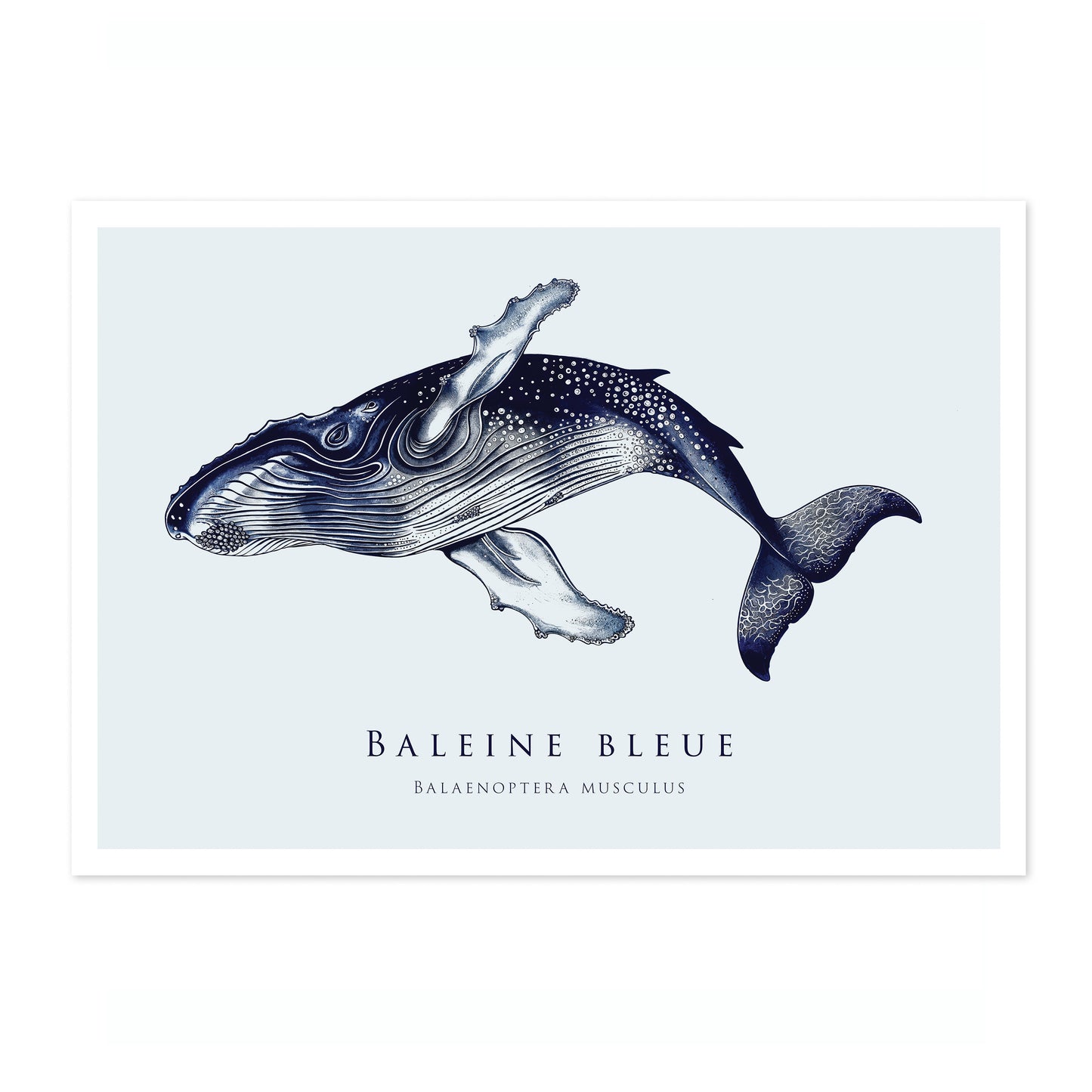 Baleine bleue