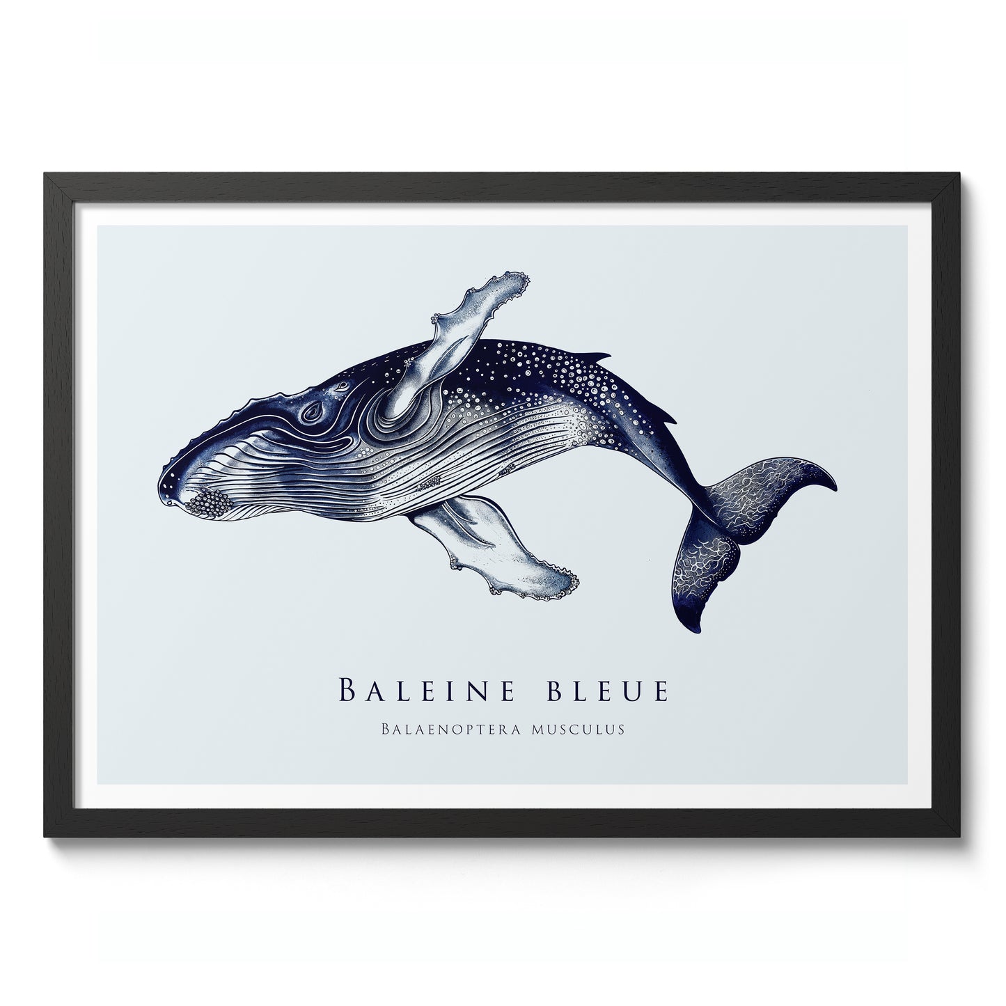 Baleine bleue