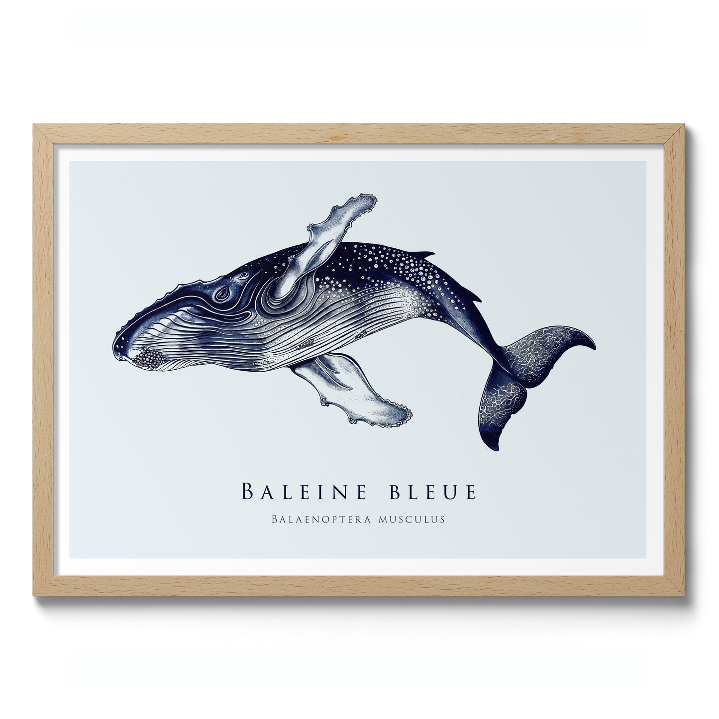 Baleine bleue