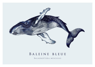 Baleine bleue print