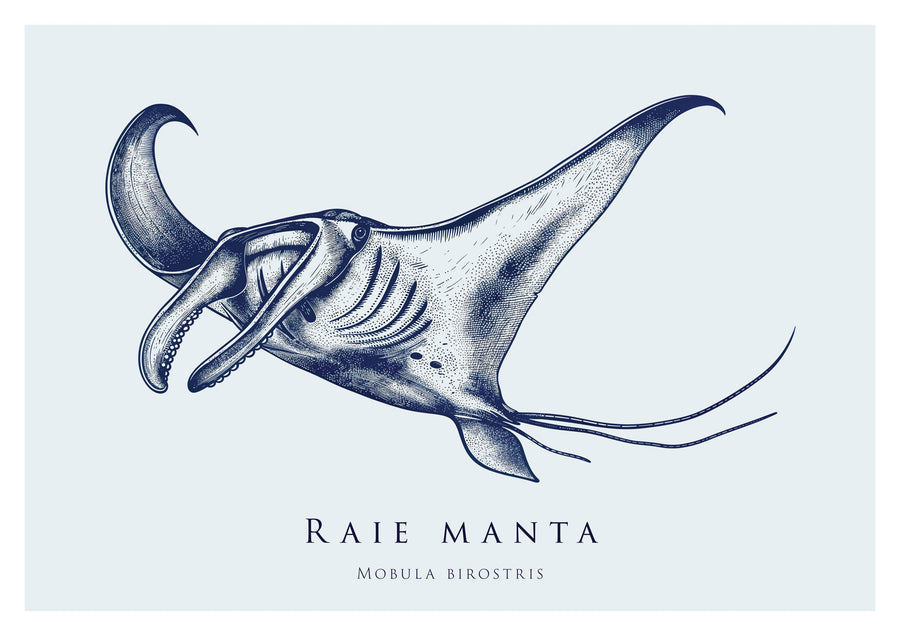 Manta rog - Print Only frame