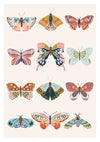 Illustrations de papillons print
