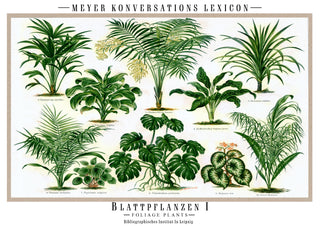 Plantes à feuilles print