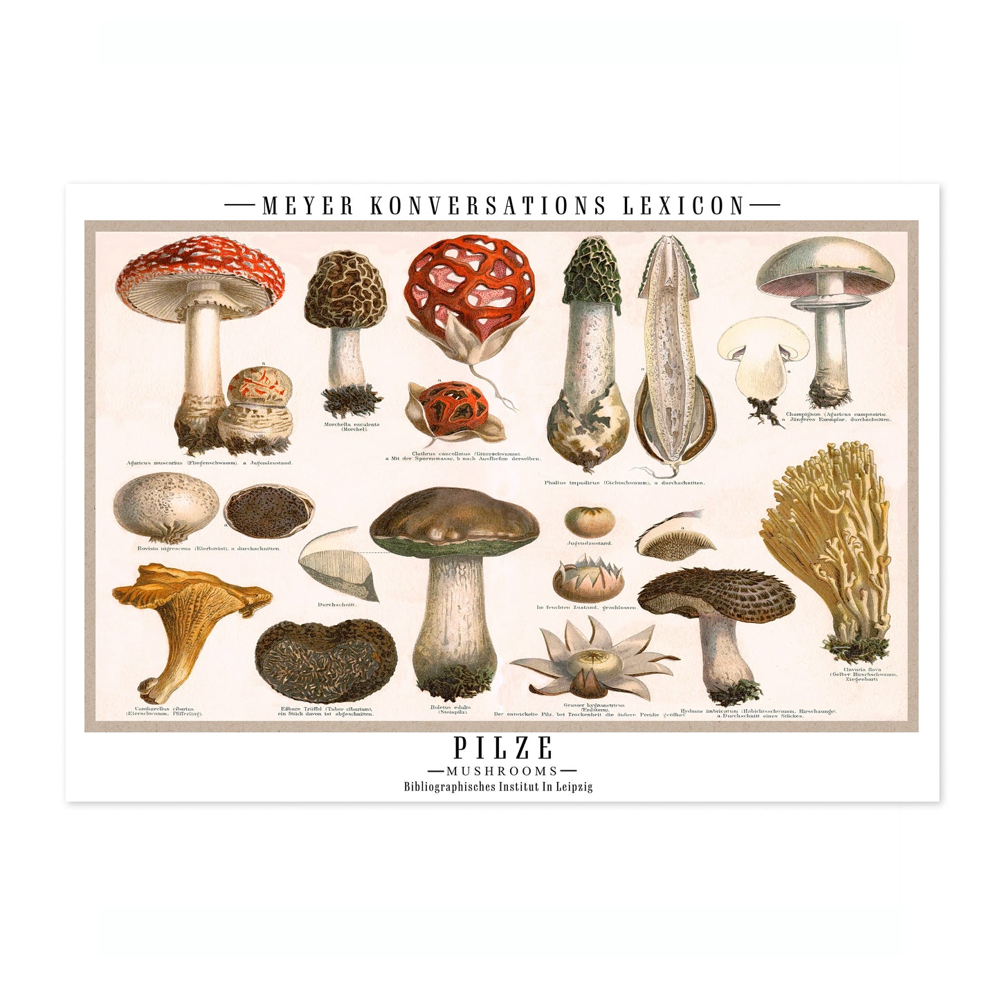 Pilze Mushrooms