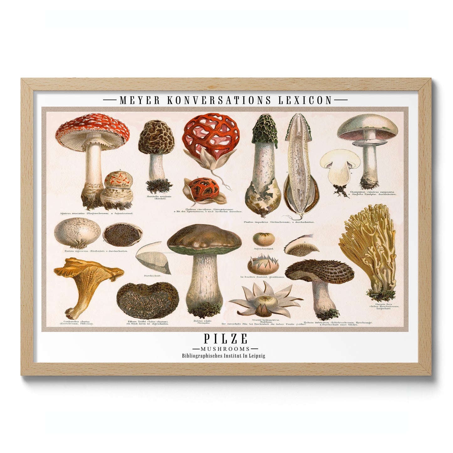 Pilze Mushrooms