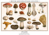 Pilze Mushrooms print
