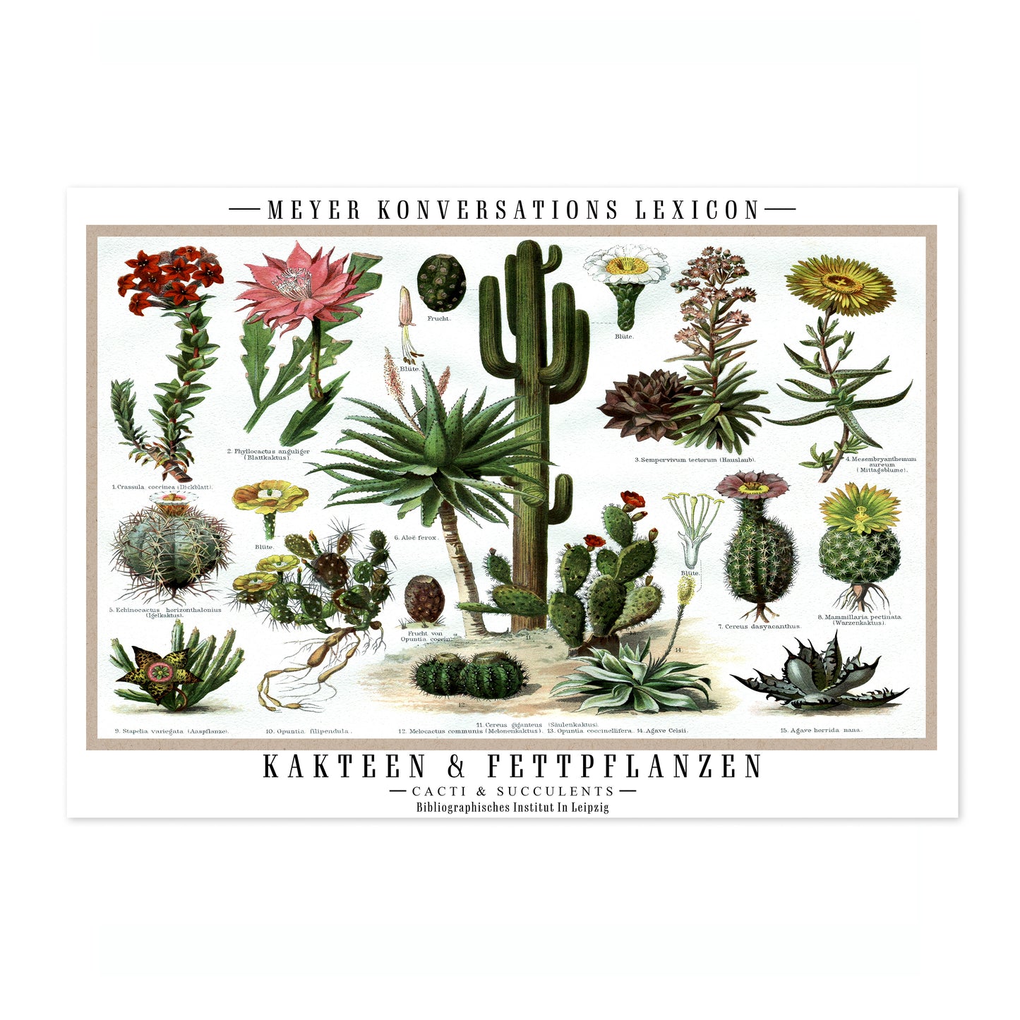 Cactus et plantes succulentes