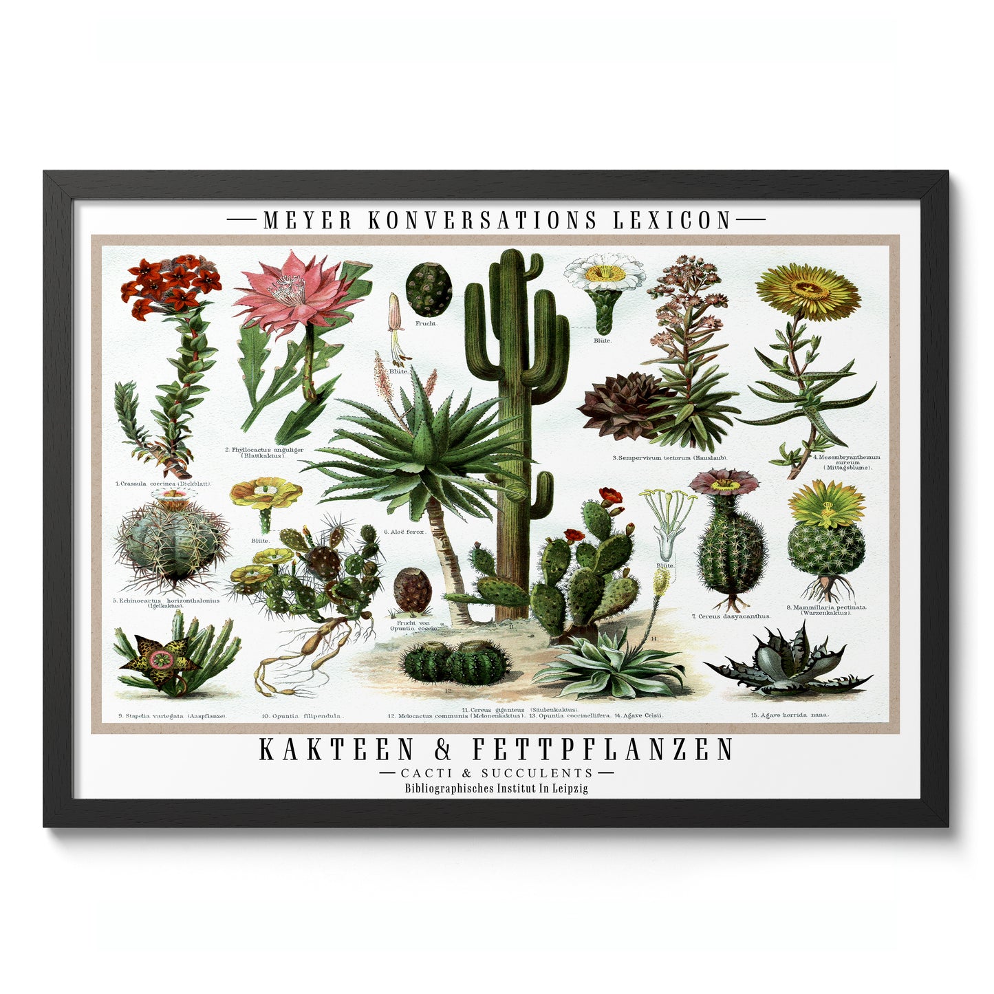 Cactus et plantes succulentes