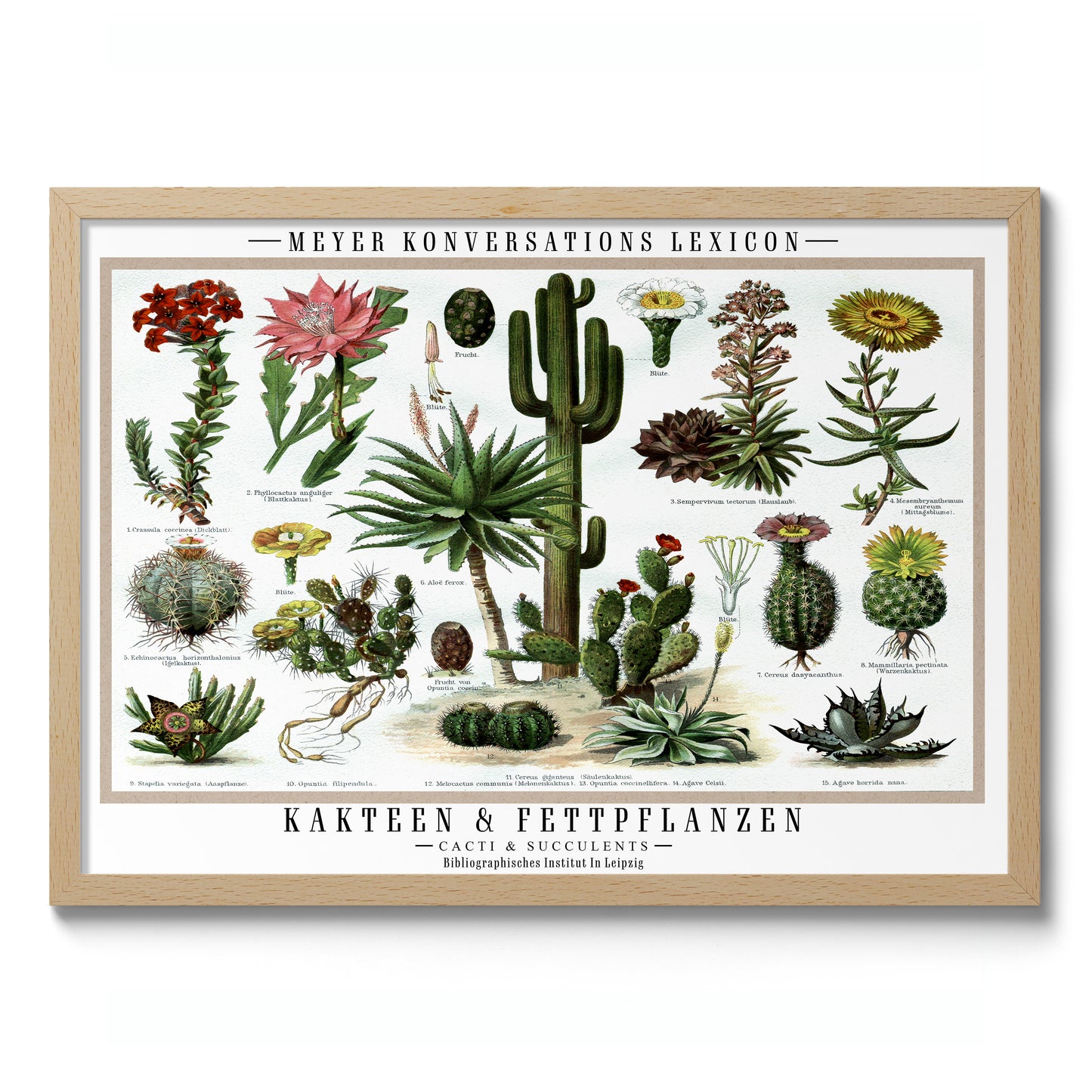 Cactus et plantes succulentes