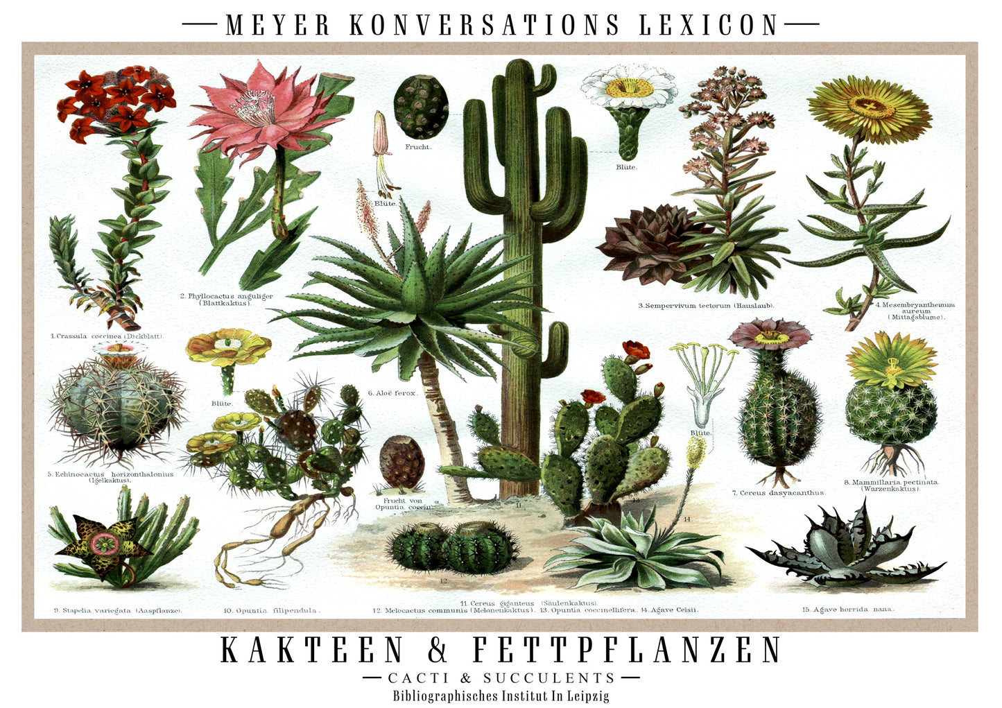 Cactus et plantes succulentes