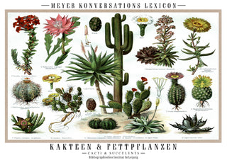 Cactus et plantes succulentes print