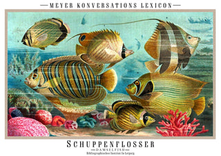 Schuppenflosser print