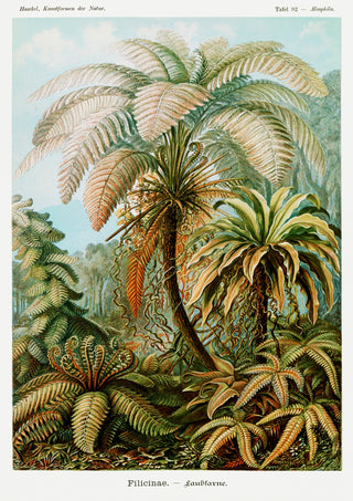 Ormbunksavdelningen print