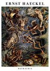 Batraciens blancs print