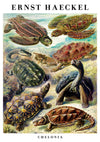 Schildkröten print