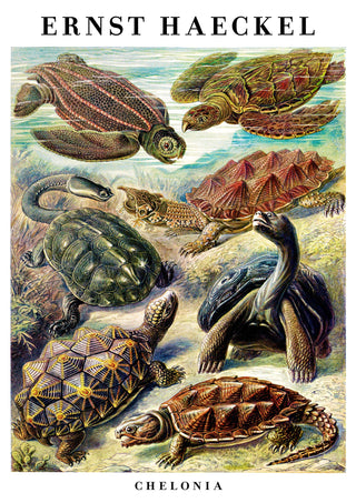 Sköldpaddor print