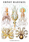 Céphalopodes, Calmar et Poulpe print