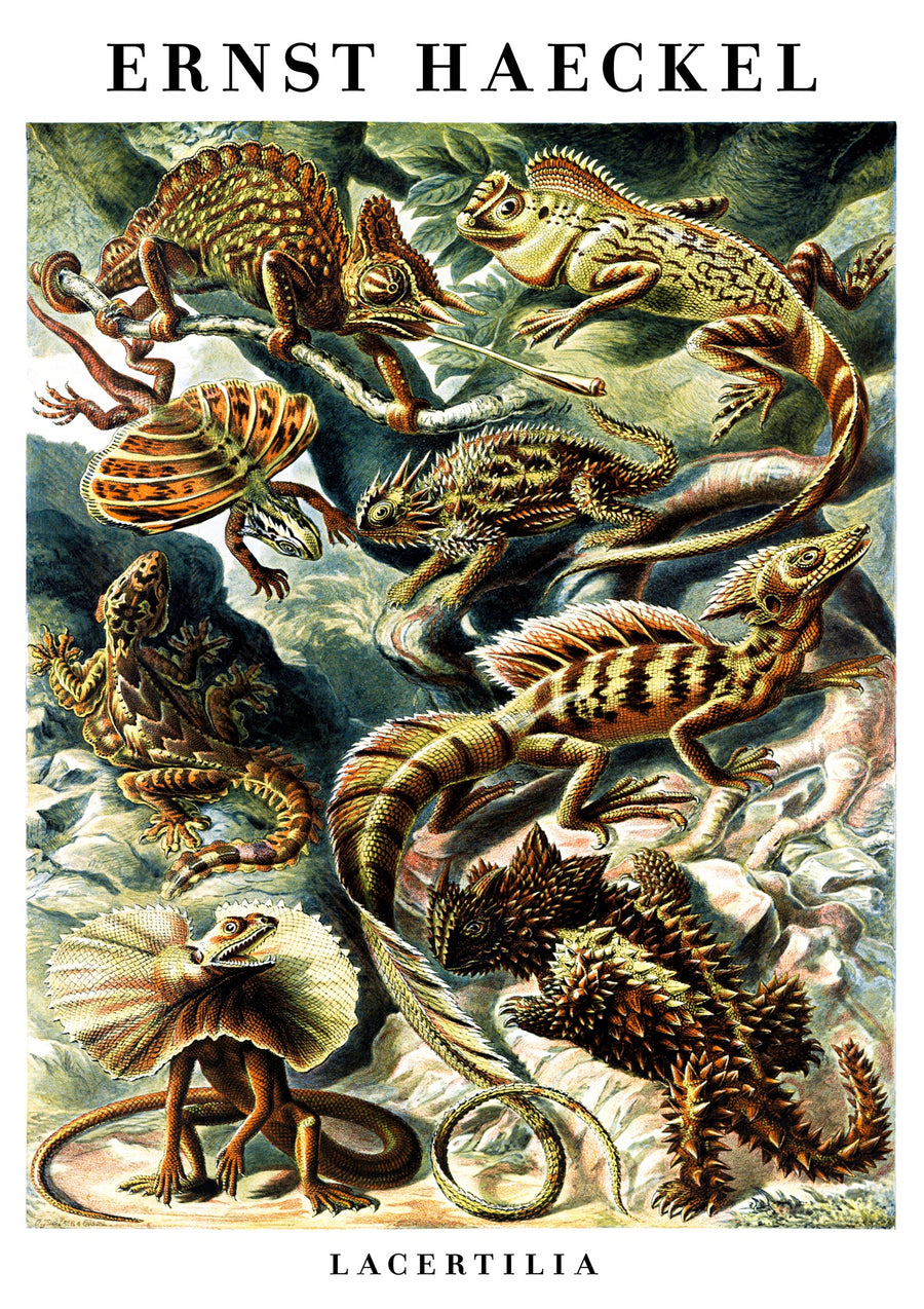 Lézards et reptiles - Print Only frame
