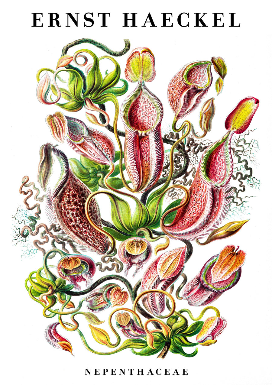 Nepenthaceae - Print Only frame
